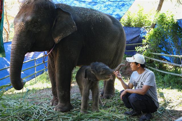 지난해 6월 광주 우치동물원에서 태어난 암컷 코끼리 ‘우리’(작은 코끼리).