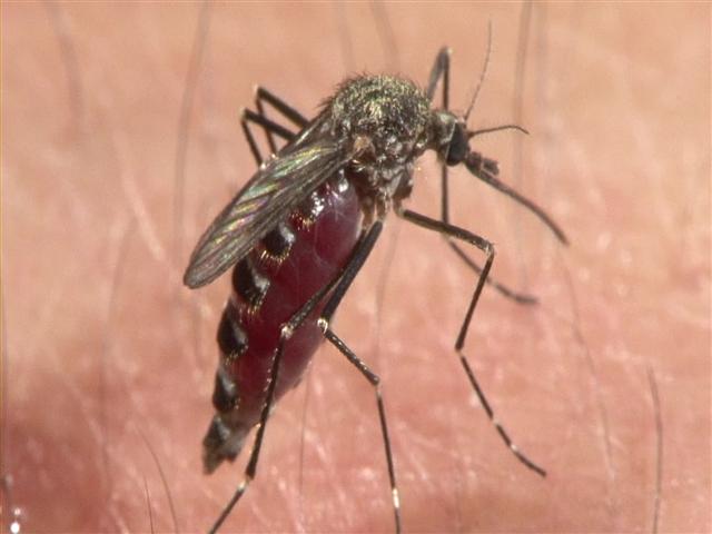 한반도에서 말라리아 발생 빈도가 가장 높은 지역은 인천, 경기, 강원 북부 등 휴전선 인근에 집중돼 있다. EBS 제공