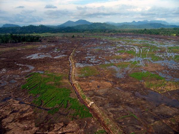 우리나라를 비롯한 세계 각국에서 산림이 좋은 지역에 재정지원을 하는 것으로 그 지역의 훼손 및 전용을 막고 그 대가로 탄소배출권을 확보하는 레드플러스 방식에 대한 관심이 고조되고 있다. 사진은 농지로 전용된 인도네시아 수마트라 지역 산림의 흉측한 모습이다.  산림청 제공