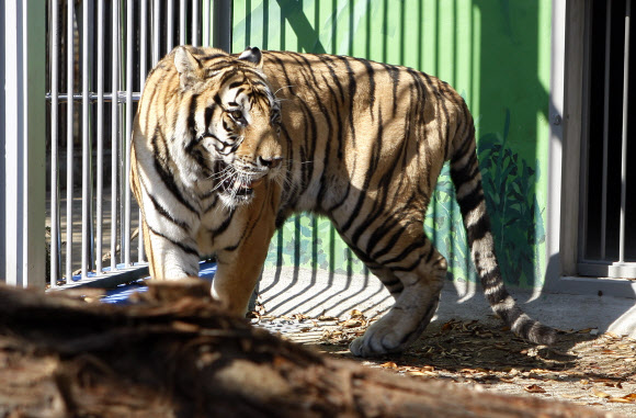 1일 대전 중구 사정동 대전오월드에서 중국에서 들여온 백두산 호랑이가 공개된 가운데 수컷인 ‘금강’이가 포효하고 있다.  연합뉴스