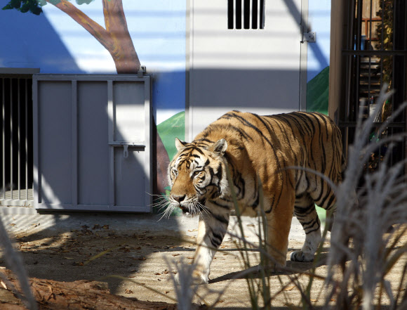1일 대전 중구 사정동 대전오월드에서 중국에서 들여온 백두산 호랑이가 공개된 가운데 수컷인 ‘금강’이가 우리 안을 배회하고 있다. 연합뉴스