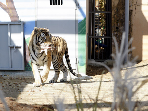 1일 대전 중구 사정동 대전오월드에서 중국에서 들여온 백두산 호랑이가 공개된 가운데 수컷인 ‘금강’이가 먹이를 물고 걸어가고 있다.  연합뉴스