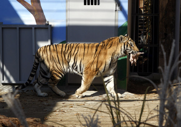 1일 대전 중구 사정동 대전오월드에서 중국에서 들여온 백두산 호랑이가 공개된 가운데 수컷인 ‘금강’이가 먹이를 물고 걸어가고 있다.  연ㅇ합뉴스