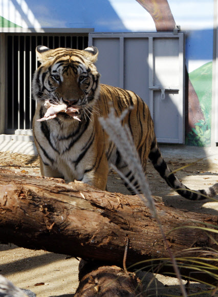 1일 대전 중구 사정동 대전오월드에서 중국에서 들여온 백두산 호랑이가 공개된 가운데 수컷인 ‘금강’이가 먹이를 물고 걸어가고 있다.  연합뉴스