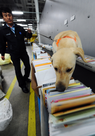 국제우편물 세관검사장에서 마약탐지견 ‘투선’이 국제우편물이 놓인 레일 위에서 마약탐지를 하고 있다.