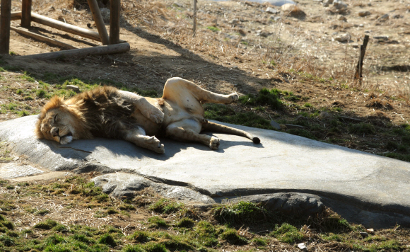 열대 밀림의 왕자인 사자가 추운 바깥 날씨에도 불구하고 열선이 깔려 있는 야외 온돌 침대에 누워 낮잠을 즐기고 있다(과천 서울동물원).