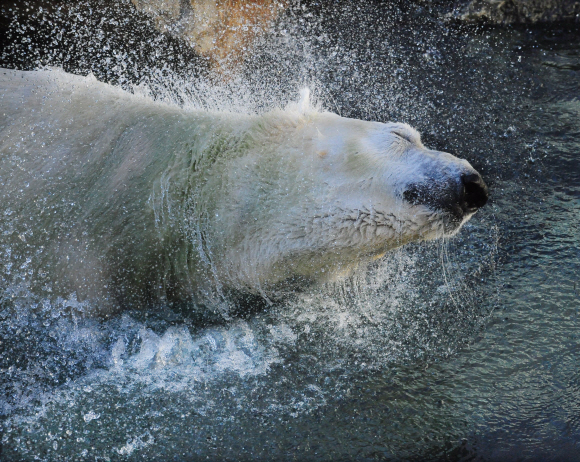 추위와 겨울이 더없이 반가운 북극곰이 수영장에서 젖은 몸을 털고 있다(에버랜드 동물원).