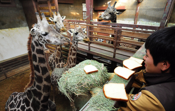 사육사들이 기린들에게 특식으로 식빵을 주고 있다.(용인 에버랜드) 이종원 선임기자 jongwon@seoul.co.kr