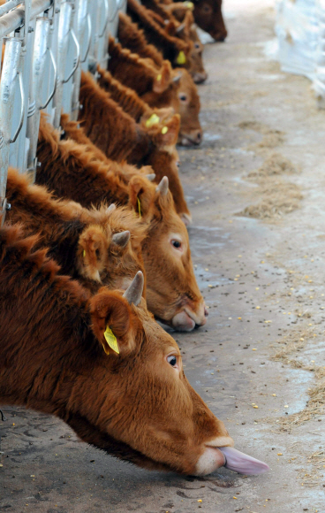 “사료 비싸… 배고파” 牛는 처참한 현실