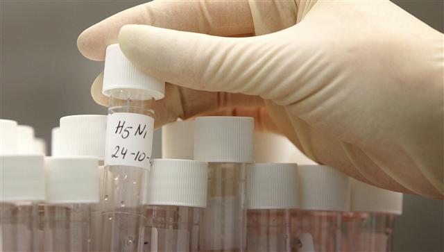 지난 2005년 네덜란드의 한 실험실에서 공개된 조류 인플루엔자 H5N1 바이러스 백신. 최근 일부 과학자들이 H5N1의 변종을 인위적으로 만들어내면서 논란이 거세지고 있다.  서울신문 포토라이브러리