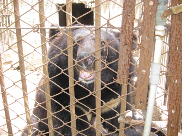 경기도 안성 곰 사육농가에서 반달가슴곰이 철창에 갇혀 사육되고 있다.