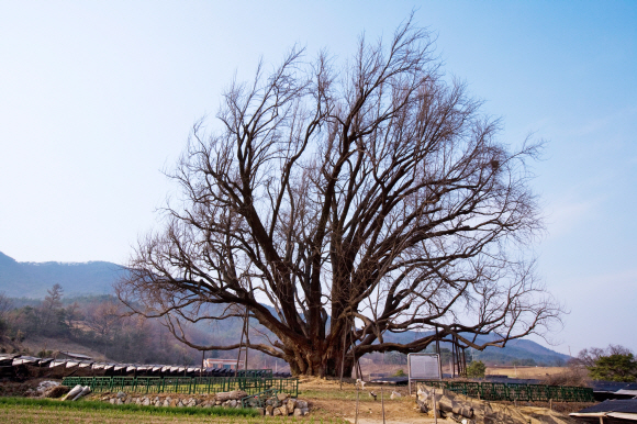 넓은 들 한가운데에서 1000년 가까이 마을의 평화를 상징하며 살아온 원주 반계리 은행나무. 