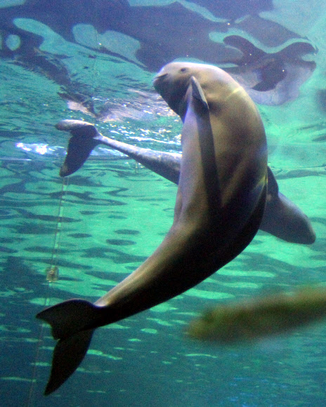 8일 부산아쿠아리움에서 국내 최초로 전시에 들어간 상괭이가 헤엄치고 있다. 상괭이는 정약전이 쓴 조선 최고의 어류학서 ‘자산어보’에 사람을 닮은 인어로 소개된 한국의 토종 고래다. 이번에 전시되는 상괭이 2마리(누리와 마루)는 지난해 12월 경남 욕지도에서 탈진한 상태로 정치망에 걸려 발견됐다. 국립수산과학원 고래연구소와 해양동물 구조치료 기관인 부산아쿠아리움이 공동으로 구조해 한달 간의 집중치료 끝에 상괭이의 건강을 회복시켰다.   연합뉴스