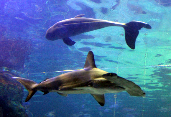 8일 부산아쿠아리움에서 국내 최초로 전시에 들어간 상괭이가 헤엄치고 있다. 상괭이는 정약전이 쓴 조선 최고의 어류학서 ‘자산어보’에 사람을 닮은 인어로 소개된 한국의 토종 고래다. 이번에 전시되는 상괭이 2마리(누리와 마루)는 지난해 12월 경남 욕지도에서 탈진한 상태로 정치망에 걸려 발견됐다. 국립수산과학원 고래연구소와 해양동물 구조치료 기관인 부산아쿠아리움이 공동으로 구조해 한달 간의 집중치료 끝에 상괭이의 건강을 회복시켰다.   연합뉴스