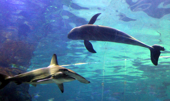 8일 부산아쿠아리움에서 국내 최초로 전시에 들어간 상괭이(위)가 헤엄치고 있다. 아래는 망치상어. 상괭이는 정약전이 쓴 조선 최고의 어류학서 ‘자산어보’에 사람을 닮은 인어로 소개된 한국의 토종 고래다. 이번에 전시되는 상괭이 2마리(누리와 마루)는 지난해 12월 경남 욕지도에서 탈진한 상태로 정치망에 걸려 발견됐다. 국립수산과학원 고래연구소와 해양동물 구조치료 기관인 부산아쿠아리움이 공동으로 구조해 한달 간의 집중치료 끝에 상괭이의 건강을 회복시켰다. 연합뉴스