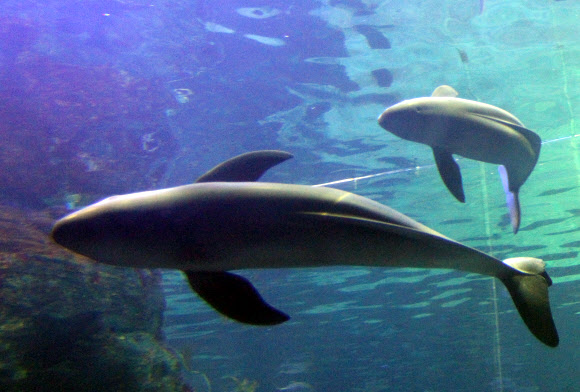 8일 부산아쿠아리움에서 국내 최초로 전시에 들어간 상괭이(위)가 헤엄치고 있다. 아래는 망치상어. 상괭이는 정약전이 쓴 조선 최고의 어류학서 ‘자산어보’에 사람을 닮은 인어로 소개된 한국의 토종 고래다. 이번에 전시되는 상괭이 2마리(누리와 마루)는 지난해 12월 경남 욕지도에서 탈진한 상태로 정치망에 걸려 발견됐다. 국립수산과학원 고래연구소와 해양동물 구조치료 기관인 부산아쿠아리움이 공동으로 구조해 한달 간의 집중치료 끝에 상괭이의 건강을 회복시켰다. 연합뉴스
