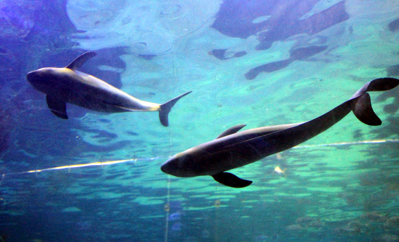 8일 부산아쿠아리움에서 국내 최초로 전시에 들어간 상괭이가 헤엄치고 있다. 상괭이는 정약전이 쓴 조선 최고의 어류학서 ‘자산어보’에 사람을 닮은 인어로 소개된 한국의 토종 고래다. 이번에 전시되는 상괭이 2마리(누리와 마루)는 지난해 12월 경남 욕지도에서 탈진한 상태로 정치망에 걸려 발견됐다. 국립수산과학원 고래연구소와 해양동물 구조치료 기관인 부산아쿠아리움이 공동으로 구조해 한달 간의 집중치료 끝에 상괭이의 건강을 회복시켰다.   연합뉴스