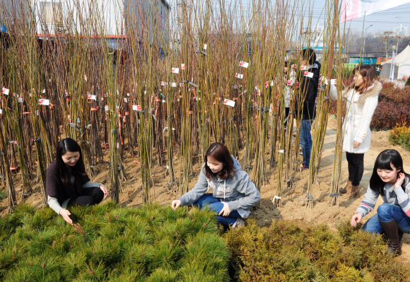 산림조합중앙회가 13일 경기 하남시 감일동에 개장한 나무전시판매장을 방문한 시민들이 다양한 나무 묘목을 살펴보고 있다.  류재림기자 jawoolim@seoul.co.kr