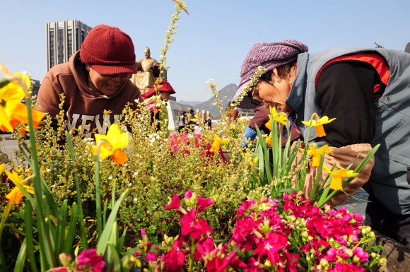 화창한 봄 날씨를 보인 15일 오후 서울 종로구 세종로 광화문 광장에서 시청관계자가 꽃을 심고 있다.  박지환기자 popocar@seoul.co.kr