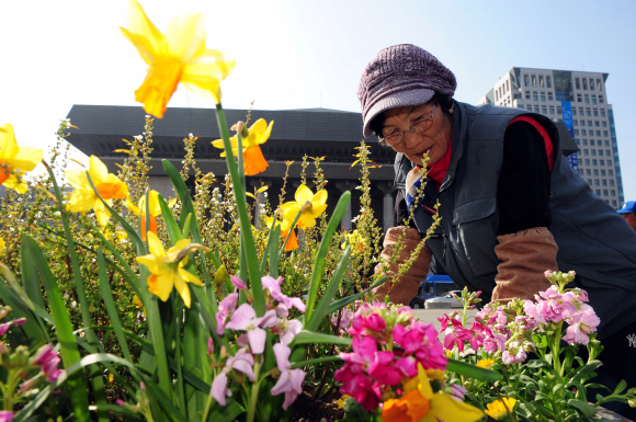 화창한 봄 날씨를 보인 15일 오후 서울 종로구 세종로 광화문 광장에서 시청관계자가 꽃을 심고 있다.  박지환기자 popocar@seoul.co.kr