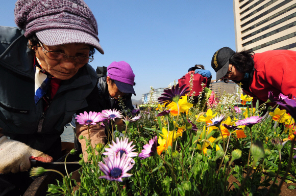 화창한 봄 날씨를 보인 15일 오후 서울 종로구 세종로 광화문 광장에서 시청관계자가 꽃을 심고 있다.  박지환기자 popocar@seoul.co.kr