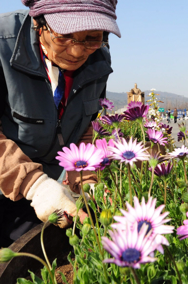 화창한 봄 날씨를 보인 15일 오후 서울 종로구 세종로 광화문 광장에서 시청관계자가 꽃을 심고 있다.  박지환기자 popocar@seoul.co.kr