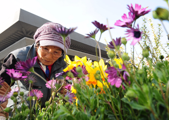 화창한 봄 날씨를 보인 15일 오후 서울 종로구 세종로 광화문 광장에서 시청관계자가 꽃을 심고 있다.  박지환기자 popocar@seoul.co.kr