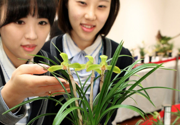 16일 오전 서울 서대문구 농협중앙회 농업박물관 전시실에서 개최된 제27회 한국춘란전시회.  16~17일 양일간 한국춘란, 풍란, 목부작, 야생화 등 200여분을 전시한다. 연합뉴스