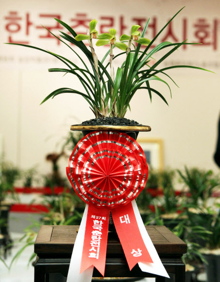 16일 오전 서울 서대문구 농협중앙회 농업박물관 전시실에서 개최된 제27회 한국춘란전시회.  금번 대상을 수상한 산반화. 연합뉴스