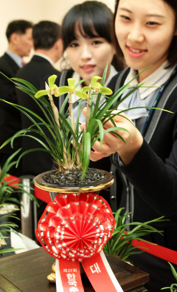 16일 오전 서울 서대문구 농협중앙회 농업박물관 전시실에서 개최된 제27회 한국춘란전시회.  금번 대상을 수상한 산반화. 연합뉴스