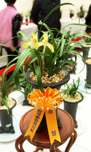 16일 오전 서울 서대문구 농협중앙회 농업박물관 전시실에서 개최된 제27회 한국춘란전시회.  16~17일 양일간 한국춘란, 풍란, 목부작, 야생화 등 200여분을 전시한다.  연합뉴스