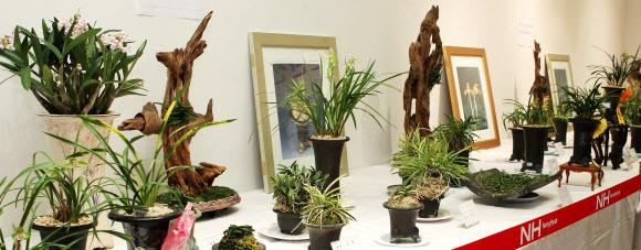 16일 오전 서울 서대문구 농협중앙회 농업박물관 전시실에서 개최된 제27회 한국춘란전시회. 16~17일 양일간 한국춘란, 풍란, 목부작, 야생화 등 200여분을 전시한다. 연합뉴스