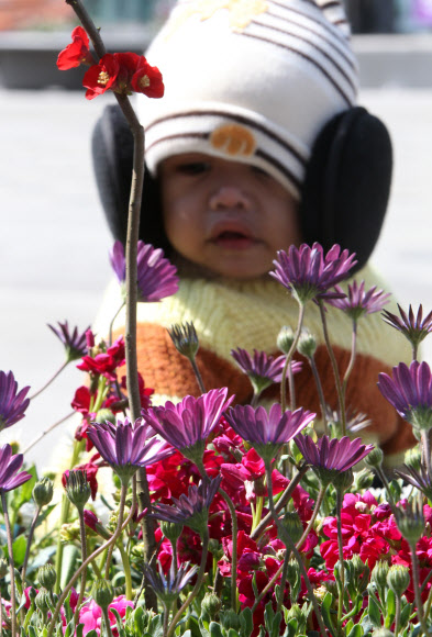 밤과 낮의 길이가 같아진다는 춘분인 20일 오후 서울 광화문광장에서 한 외국인 어린이가 귀마개를 착용한 채 꽃 구경을 하고 있다.  연합뉴스