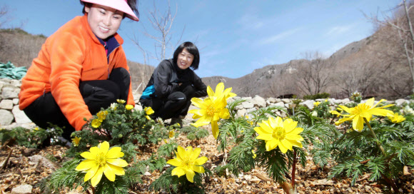 경남 함양군 병곡면 대봉산 생태숲을 찾은 관광객들이 노랗게 핀 복수초의 자태를 살펴보고 있다. 연합뉴스 