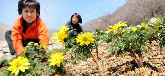 경남 함양군 병곡면 대봉산 생태숲을 찾은 관광객들이 노랗게 핀 복수초의 자태를 살펴보고 있다. 연합뉴스 