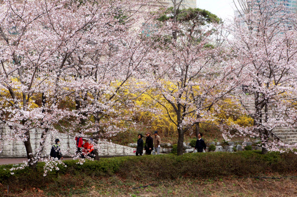 벚꽃축제가 시작되는 13일 서울 송파구 석촌호수에 벚꽃이 반발해 있다. 연합뉴스