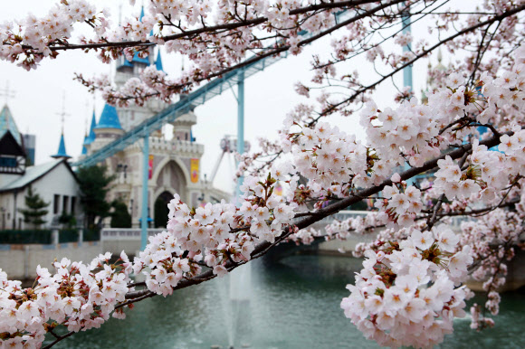 벚꽃축제가 시작되는 13일 서울 송파구 석촌호수에 벚꽃이 반발해 있다. 연합뉴스