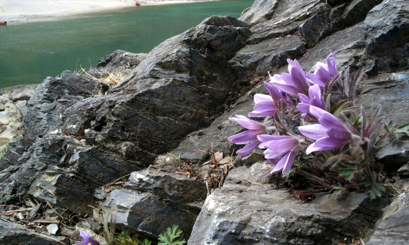 강원 평창∼정선∼영월을 흐르는 동강 유역에서만 서식하는 세계유일의 특산종 식물인 동강 할미꽃이 16일 평창군 미탄면 동강 변 바위절벽에서 보랏빛 꽃을 활짝 피웠다. 연합뉴스