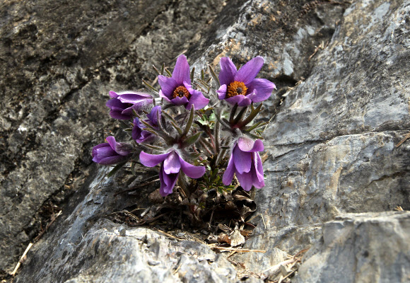 강원 평창∼정선∼영월을 흐르는 동강 유역에서만 서식하는 세계유일의 특산종 식물인 동강 할미꽃이 16일 평창군 미탄면 동강 변 바위절벽에서 보랏빛 꽃을 활짝 피웠다. 연합뉴스