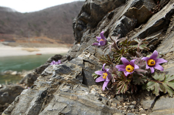 강원 평창∼정선∼영월을 흐르는 동강 유역에서만 서식하는 세계유일의 특산종 식물인 동강 할미꽃이 16일 평창군 미탄면 동강 변 바위절벽에서 보랏빛 꽃을 활짝 피웠다. 연합뉴스