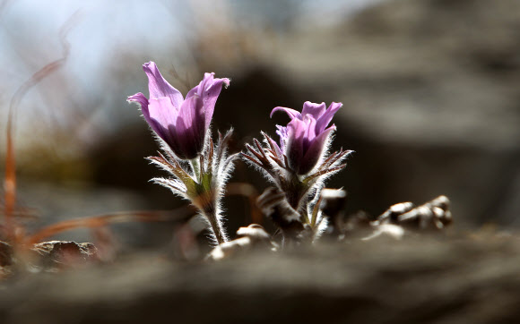 강원 평창∼정선∼영월을 흐르는 동강 유역에서만 서식하는 세계유일의 특산종 식물인 동강 할미꽃이 16일 평창군 미탄면 동강 변 바위절벽에서 보랏빛 꽃을 활짝 피웠다. 연합뉴스