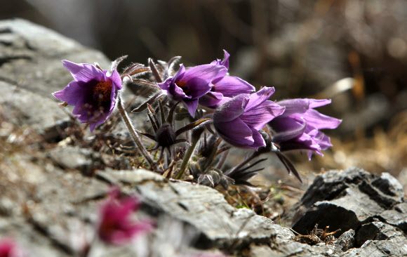 강원 평창∼정선∼영월을 흐르는 동강 유역에서만 서식하는 세계유일의 특산종 식물인 동강 할미꽃이 16일 평창군 미탄면 동강 변 바위절벽에서 보랏빛 꽃을 활짝 피웠다. 연합뉴스