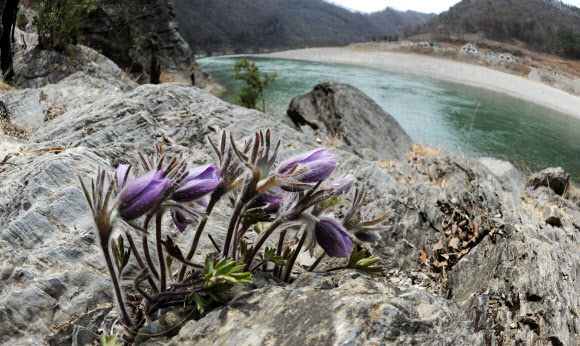 강원 평창∼정선∼영월을 흐르는 동강 유역에서만 서식하는 세계유일의 특산종 식물인 동강 할미꽃이 16일 평창군 미탄면 동강 변 바위절벽에서 보랏빛 꽃을 활짝 피웠다. 연합뉴스