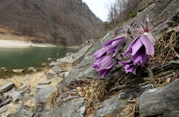 강원 평창∼정선∼영월을 흐르는 동강 유역에서만 서식하는 세계유일의 특산종 식물인 동강 할미꽃이 16일 평창군 미탄면 동강 변 바위절벽에서 보랏빛 꽃을 활짝 피웠다. 연합뉴스