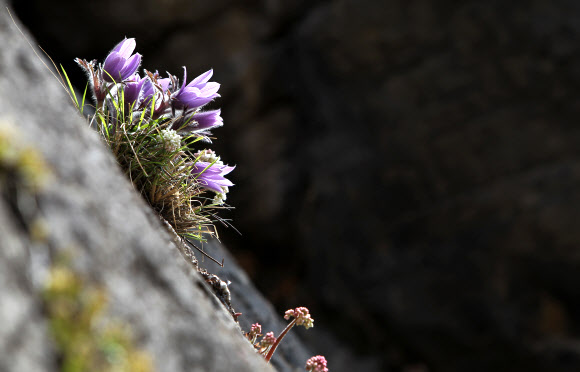 강원 평창∼정선∼영월을 흐르는 동강 유역에서만 서식하는 세계유일의 특산종 식물인 동강 할미꽃이 16일 평창군 미탄면 동강 변 바위절벽에서 보랏빛 꽃을 활짝 피웠다. 연합뉴스