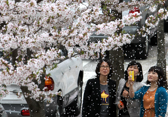화창한 봄기운이 완연한 16일 강원 강릉시 홍제동의 도로변 만개한 벚나무에서 봄이 바람에 흩날리고 있다. 연합뉴스