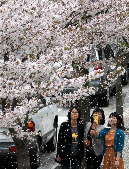 화창한 봄기운이 완연한 16일 강원 강릉시 홍제동의 도로변 만개한 벚나무에서 봄이 바람에 흩날리고 있다.  연합뉴스