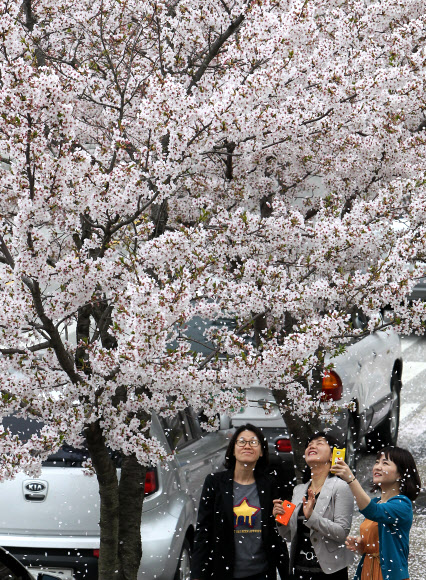 화창한 봄기운이 완연한 16일 강원 강릉시 홍제동의 도로변 만개한 벚나무에서 봄이 바람에 흩날리고 있다.  연합뉴스