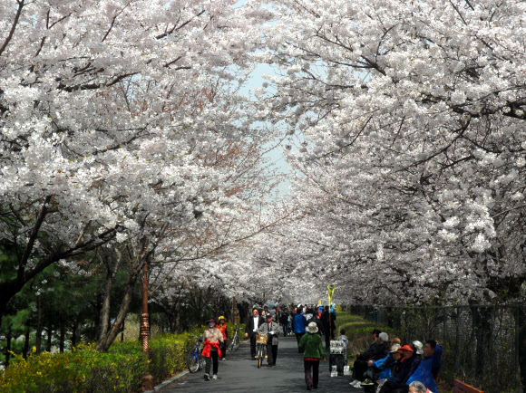 ‘제5회 동대문 봄꽃 축제’가 열린 15일 중랑천 제1체육공원에 벚꽃이 만발해 행락객들을 반기고 있다. 연합뉴스
