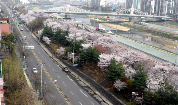 ‘제5회 동대문 봄꽃 축제’가 열린 15일 중랑천변에 벚꽃이 만발해 행락객들을 반기고 있다.  연합뉴스